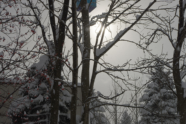雪と木(逆光)のフリー写真素材