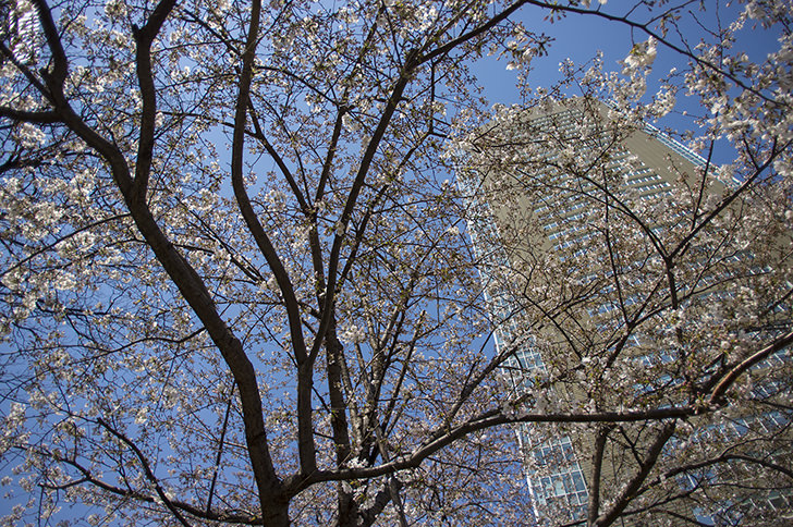 赤坂の桜のフリー写真素材