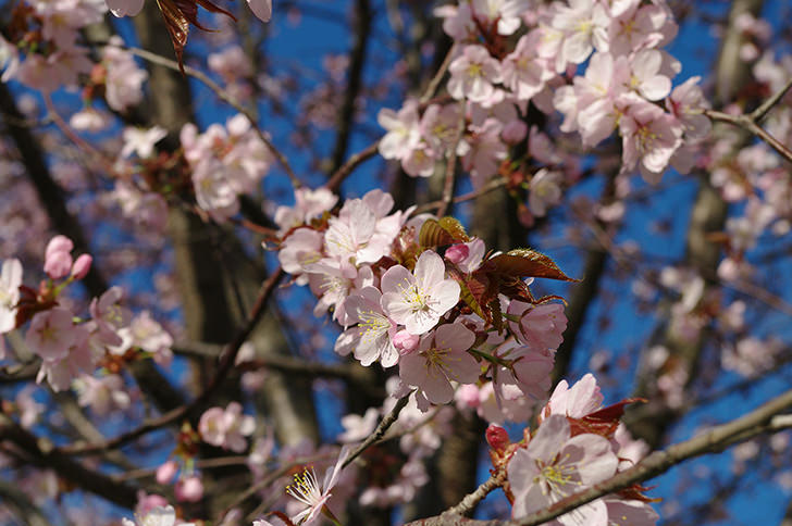 桜の商用利用可フリー写真素材246 フォトック