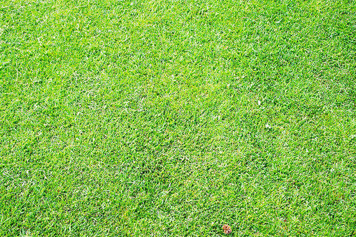 Grass Free Photo