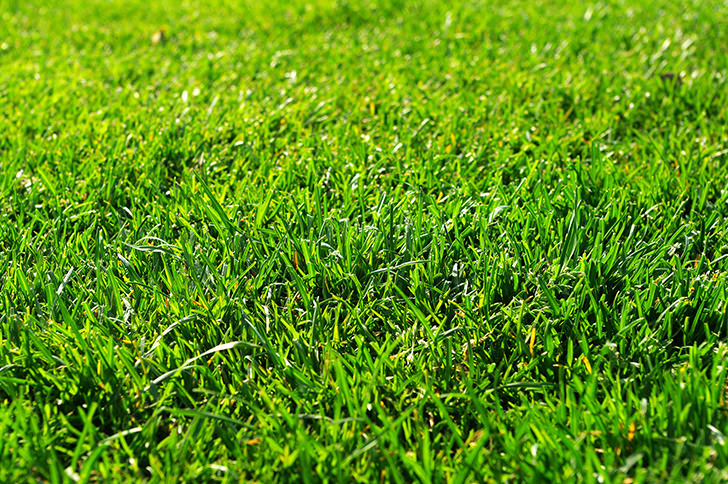 芝生の商用利用可フリー写真素材3 フォトック