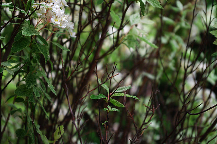 木と花のフリー写真素材