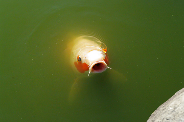 鯉のフリー写真素材