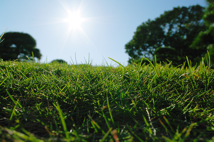 芝生と太陽の商用利用可フリー写真素材1035 フォトック