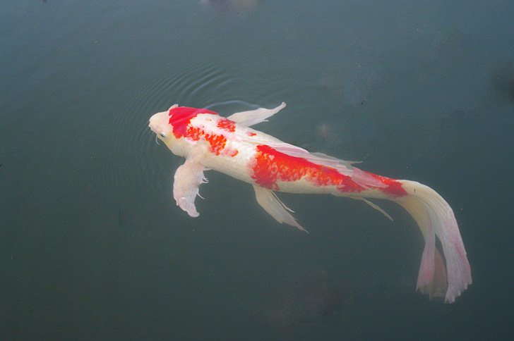 鯉の商用利用可能なフリー写真素材