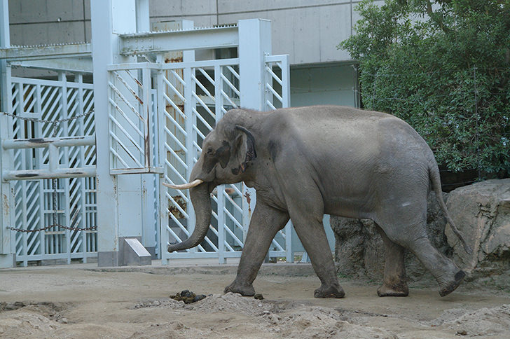 上野動物園 の商用利用可フリー写真素材一覧 フォトック