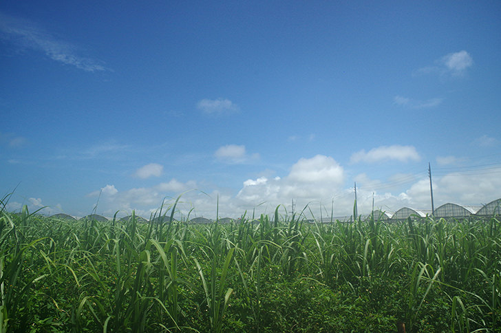 さとうきび畑と空のフリー写真素材