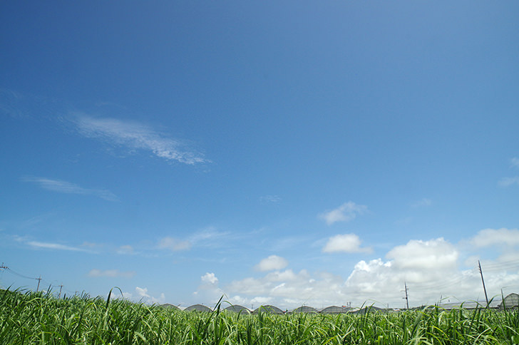 さとうきび畑と空の商用利用可能なフリー写真素材