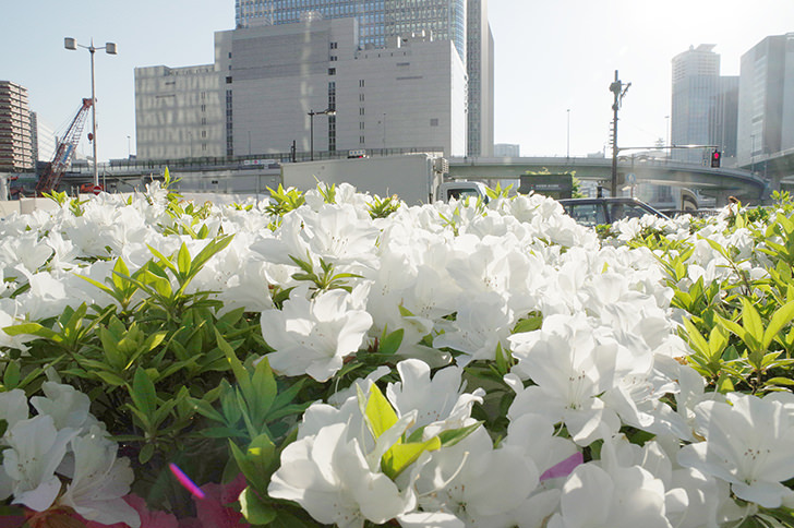 花とビルのフリー写真素材