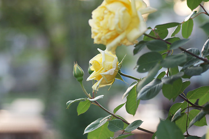 バラの花の商用利用可フリー写真素材2112 フォトック