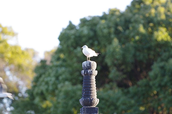 白い鳥の商用利用可フリー写真素材2334 フォトック