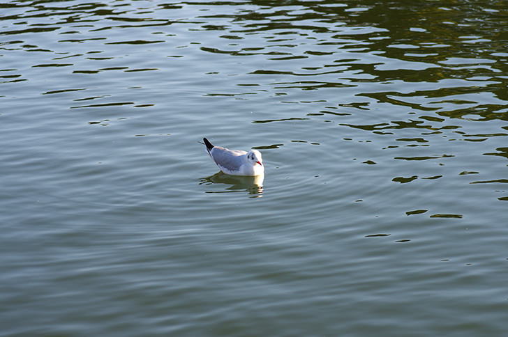 白い鳥のフリー写真素材