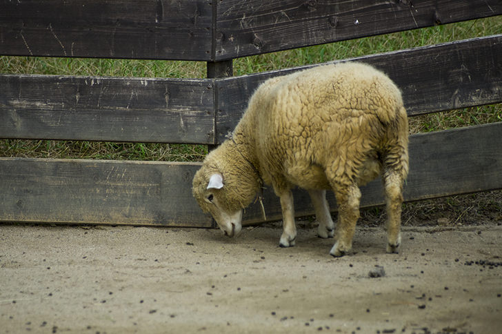 ヒツジ 羊 の商用利用可フリー写真素材2960 フォトック
