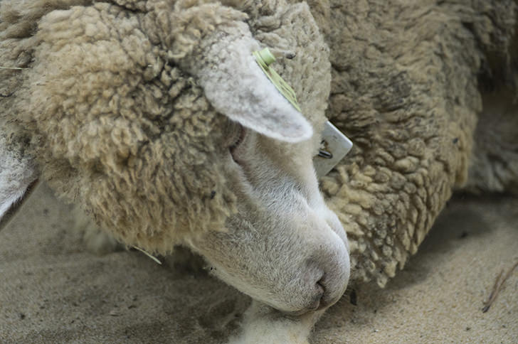 寝ているヒツジ（羊）の商用利用可能なフリー写真素材