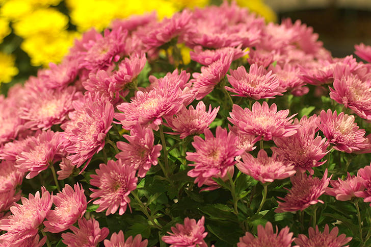 菊の花の商用利用可フリー写真素材3295 フォトック