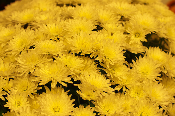 菊の花の商用利用可フリー写真素材3298 フォトック