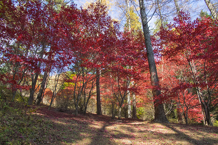 三ツ峠の紅葉の商用利用可能なフリー写真素材