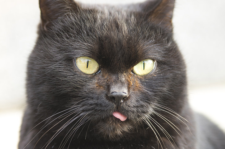 黒猫の商用利用可フリー写真素材3985 フォトック