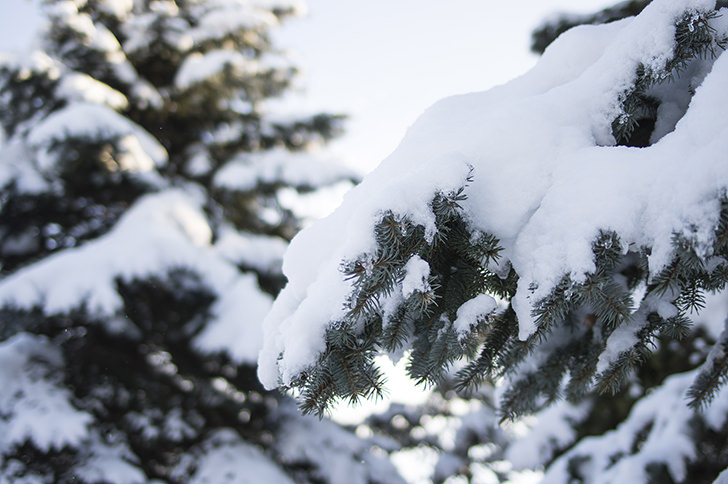 針葉樹と雪の商用利用可フリー写真素材4038 フォトック