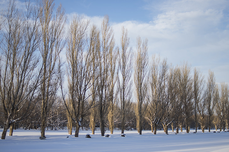 冬の木の商用利用可フリー写真素材4042 | フォトック