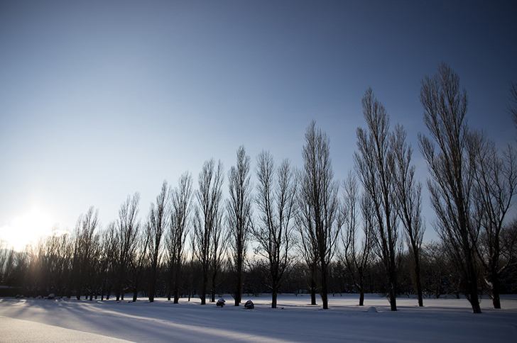 冬の木の商用利用可フリー写真素材4043 | フォトック