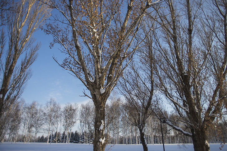 冬の木の商用利用可フリー写真素材4045 フォトック