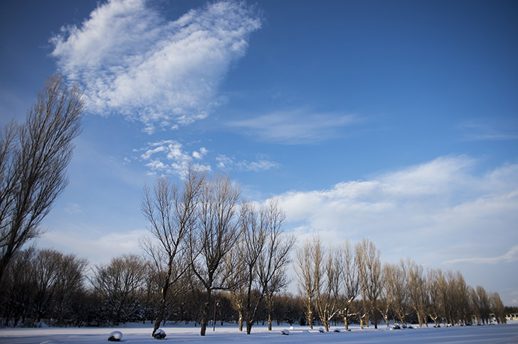 冬の木と空の商用利用可フリー写真素材4046 フォトック