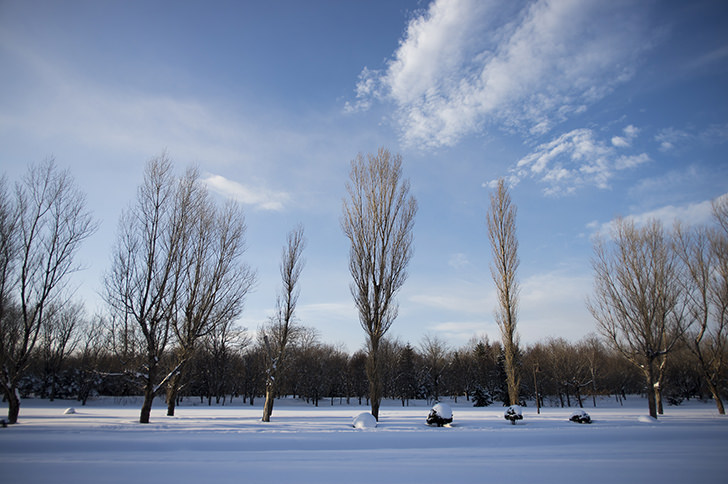 冬の木と空の商用利用可フリー写真素材4047 フォトック