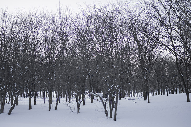 冬の木の商用利用可フリー写真素材4054 フォトック