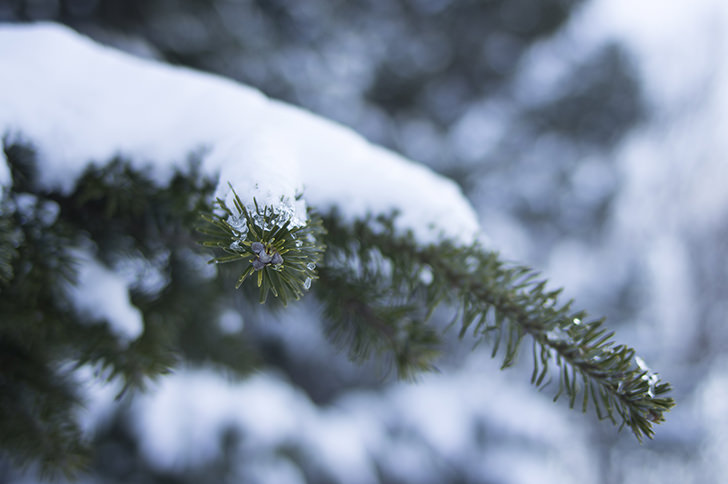 針葉樹と雪の商用利用可能なフリー写真素材