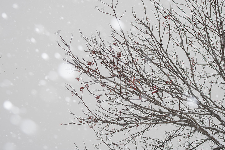 雪と木の商用利用可フリー写真素材4061 フォトック