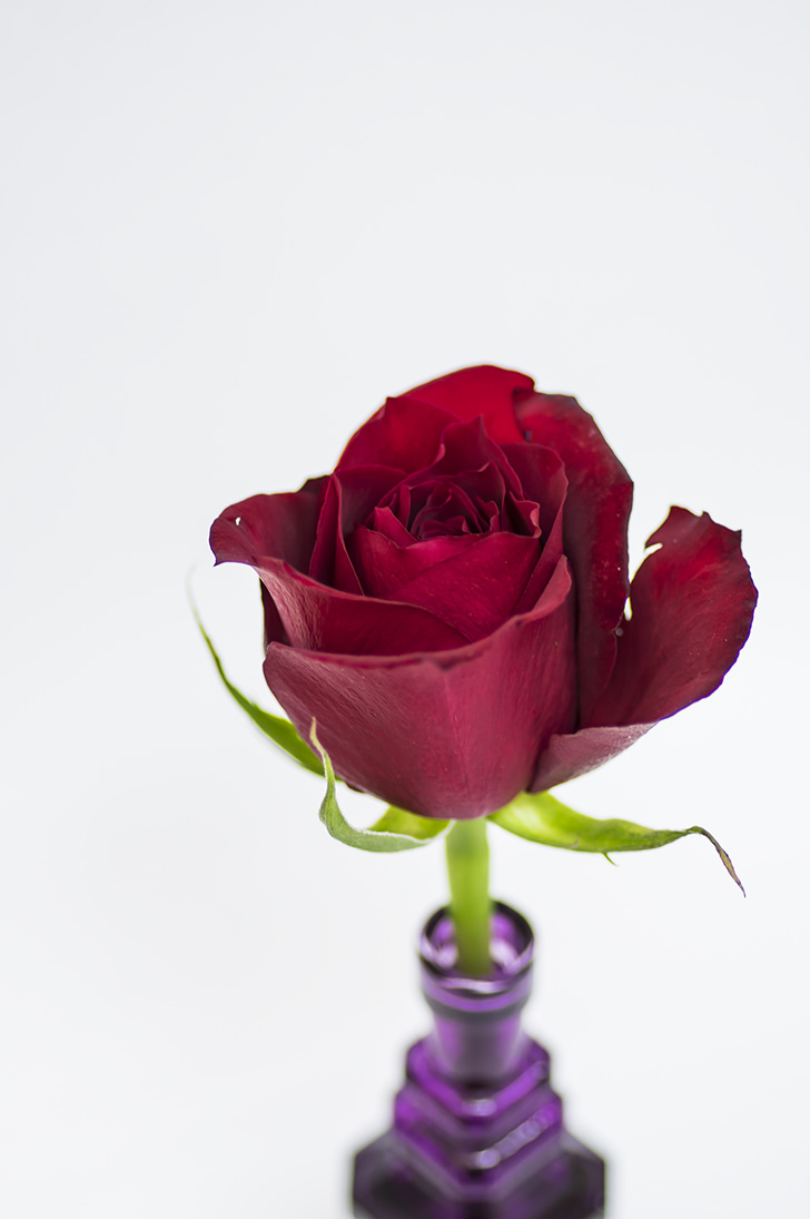 花瓶に入ったバラの商用利用可フリー写真素材4085 フォトック