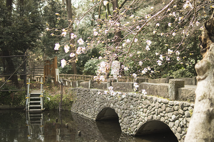 井の頭公園の桜のフリー写真素材