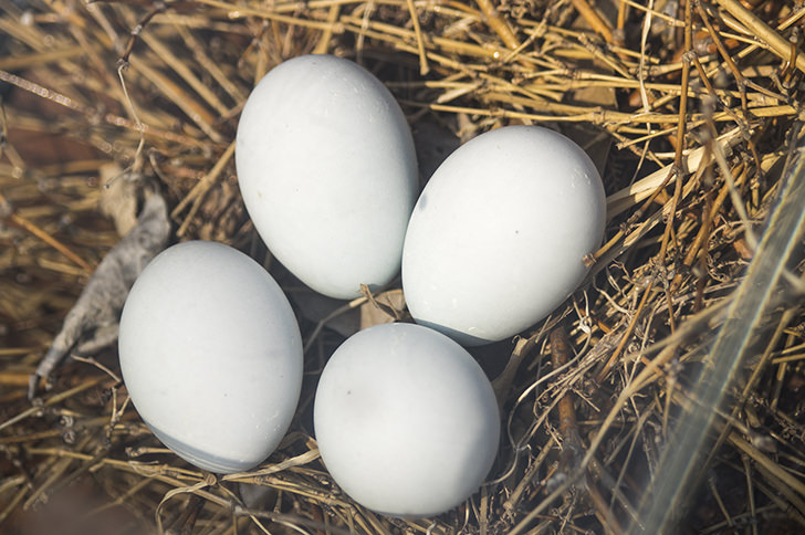 鳥卵の商用利用可フリー写真素材4170 フォトック