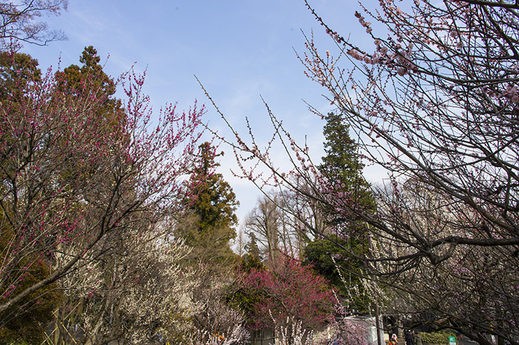 井の頭公園の木々のフリー写真素材