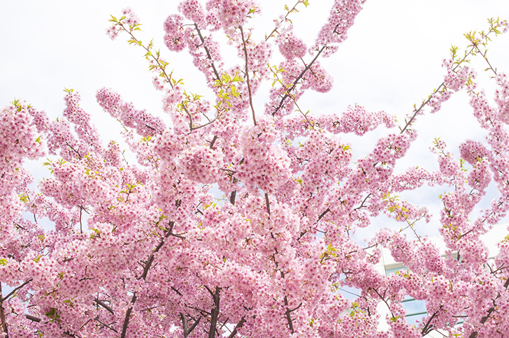 桜の商用利用可フリー写真素材4231 フォトック
