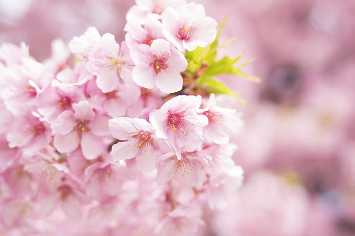 桜の商用利用可フリー写真素材4234 | フォトック