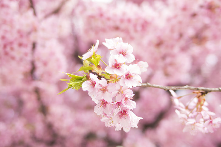 桜の商用利用可能なフリー写真素材