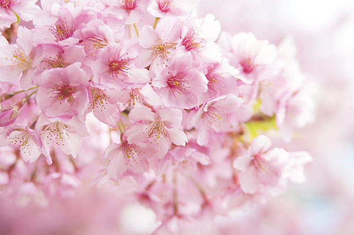 桜の商用利用可フリー写真素材4236 フォトック