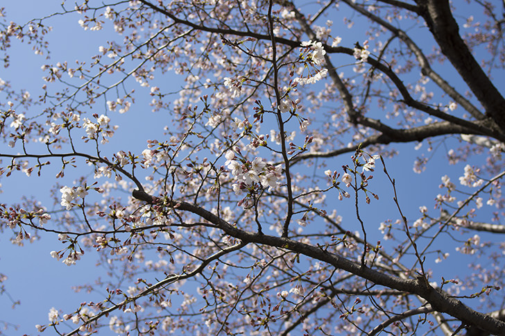 桜の木の商用利用可フリー写真素材4451 フォトック