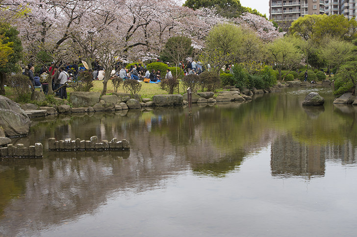 隅田公園の花見のフリー写真素材