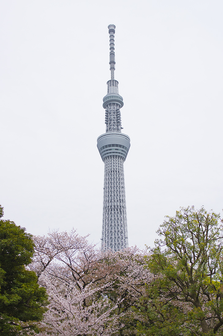 隅田公園の桜とスカイツリーのフリー写真素材