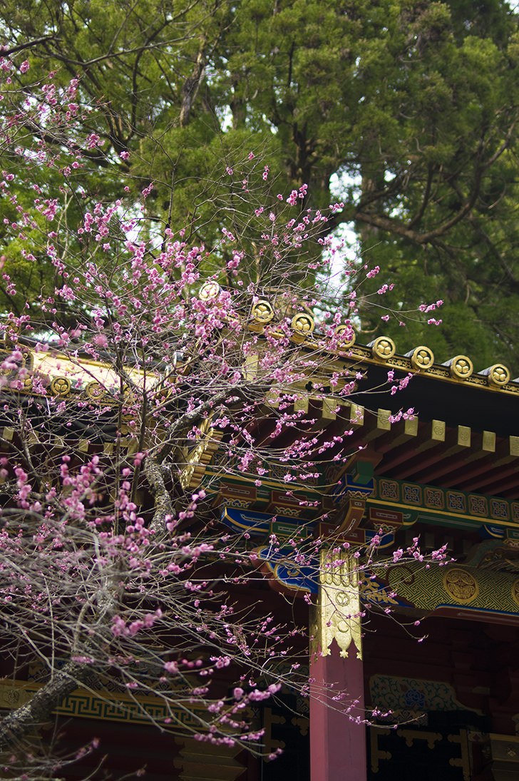 桜と神社の商用利用可フリー写真素材4637 フォトック
