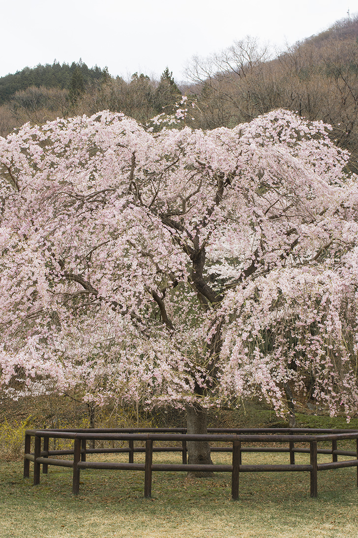 しだれ桜の商用利用可フリー写真素材4811 フォトック