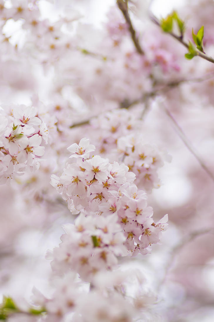 桜の商用利用可フリー写真素材40 フォトック