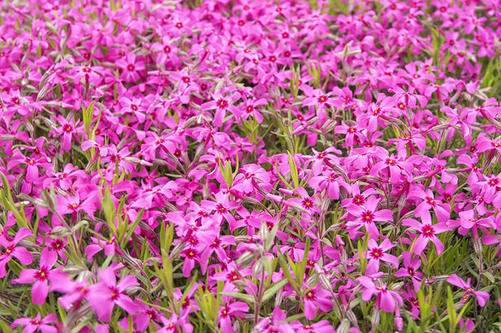 ピンクの花の商用利用可フリー写真素材5161 フォトック