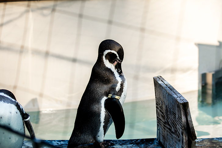 Penguin Free Photo