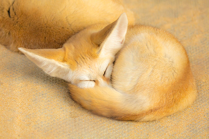 狐 の商用利用可フリー写真素材一覧 フォトック