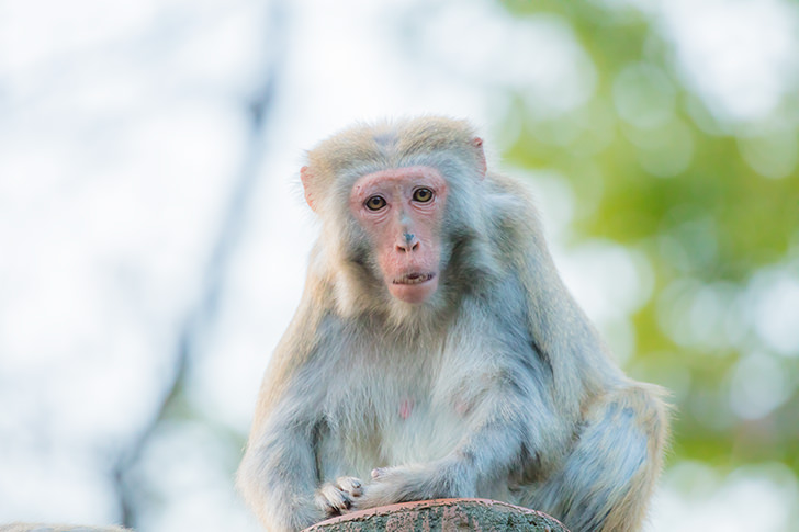 こっちを見る猿の商用利用可フリー写真素材5765 フォトック