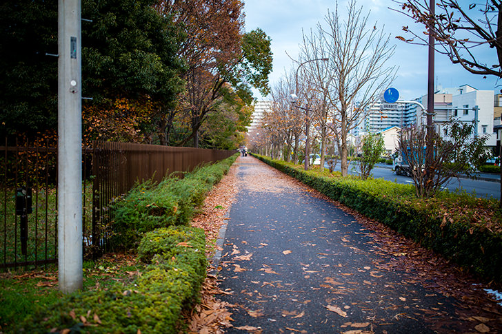 昭和記念公園付近の道のフリー写真素材